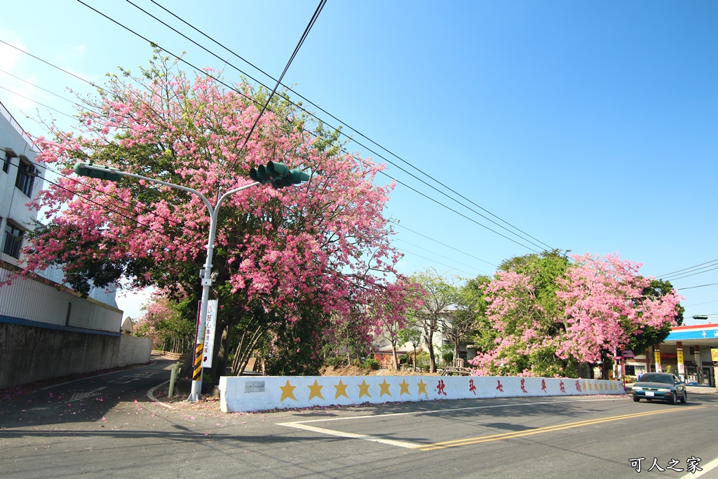 北斗河濱公園美人樹2018,北斗美人樹