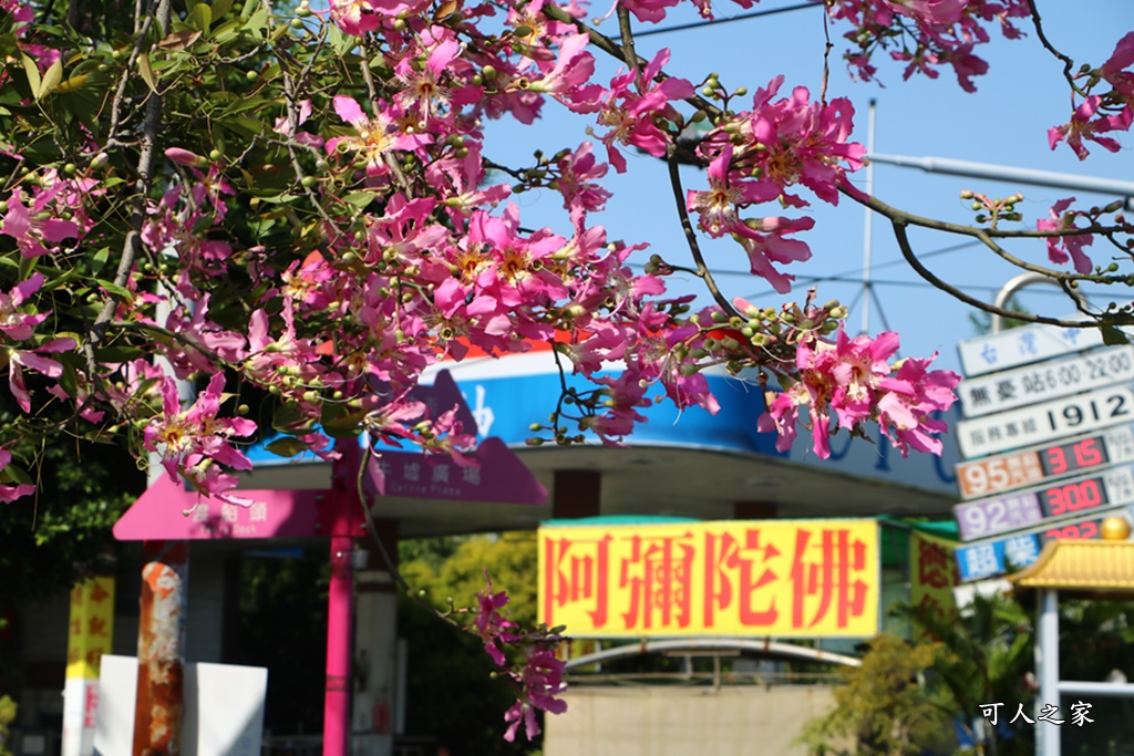 北斗河濱公園美人樹2018,北斗美人樹