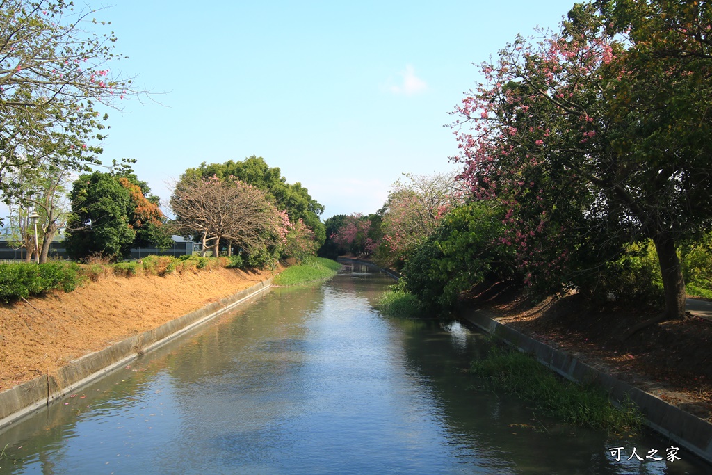 北斗河濱公園美人樹2018,北斗美人樹