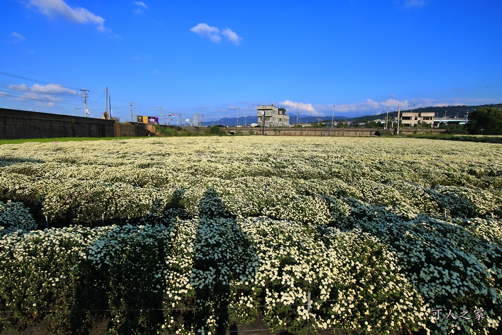 2019杭菊,九湖大橋,九湖村杭菊,九湖村杭菊搶先看,杭菊最新花況,花田囍事開幕式,苗栗一日遊,苗栗九湖,苗栗九湖芋頭節,賞杭菊順遊景點,銅鑼交流道,黃金梯田