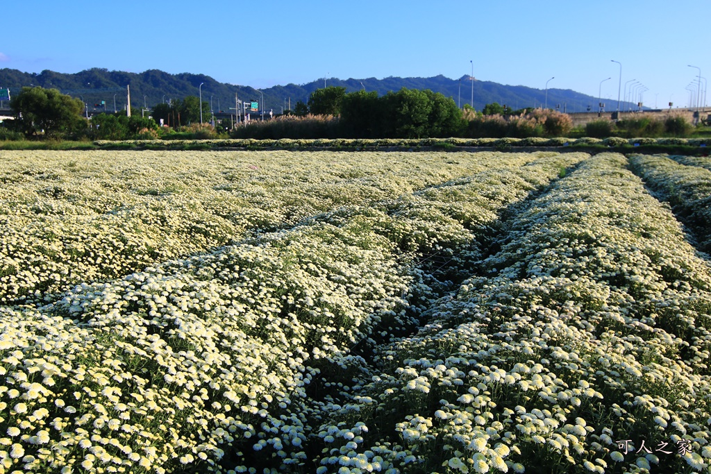 2019杭菊,九湖大橋,九湖村杭菊,九湖村杭菊搶先看,杭菊最新花況,花田囍事開幕式,苗栗一日遊,苗栗九湖,苗栗九湖芋頭節,賞杭菊順遊景點,銅鑼交流道,黃金梯田