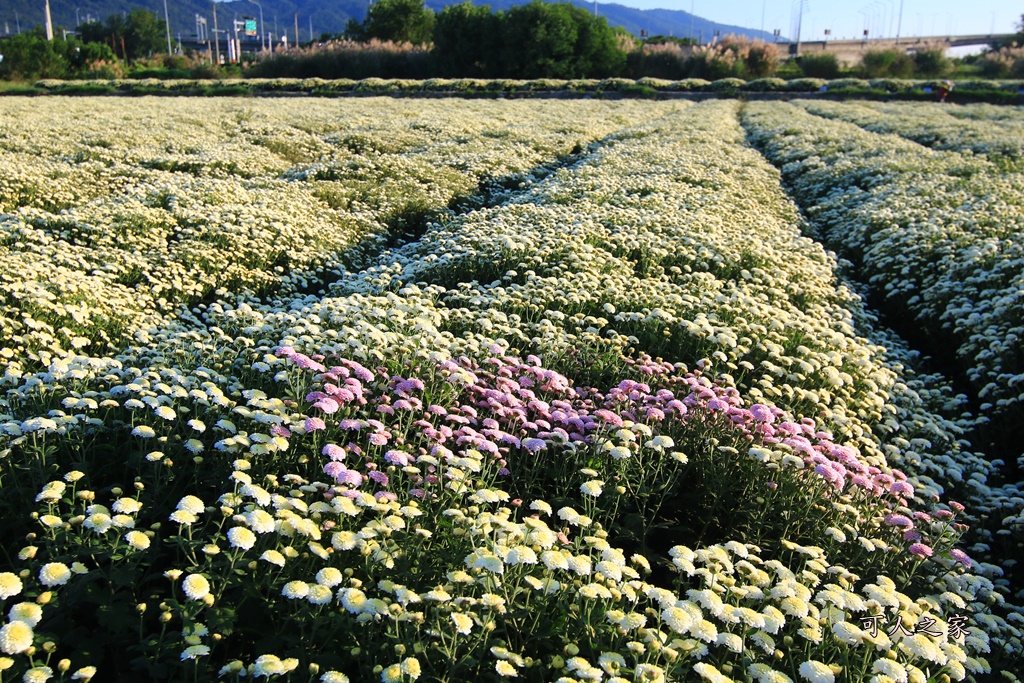 2019杭菊,九湖大橋,九湖村杭菊,九湖村杭菊搶先看,杭菊最新花況,花田囍事開幕式,苗栗一日遊,苗栗九湖,苗栗九湖芋頭節,賞杭菊順遊景點,銅鑼交流道,黃金梯田