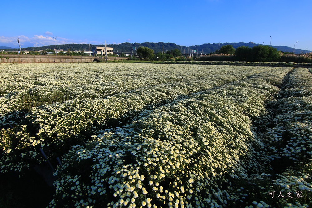 2019杭菊,九湖大橋,九湖村杭菊,九湖村杭菊搶先看,杭菊最新花況,花田囍事開幕式,苗栗一日遊,苗栗九湖,苗栗九湖芋頭節,賞杭菊順遊景點,銅鑼交流道,黃金梯田