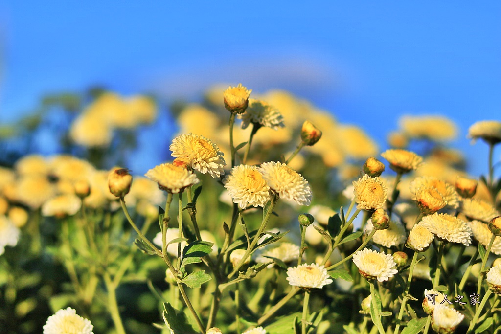 2019杭菊,九湖大橋,九湖村杭菊,九湖村杭菊搶先看,杭菊最新花況,花田囍事開幕式,苗栗一日遊,苗栗九湖,苗栗九湖芋頭節,賞杭菊順遊景點,銅鑼交流道,黃金梯田