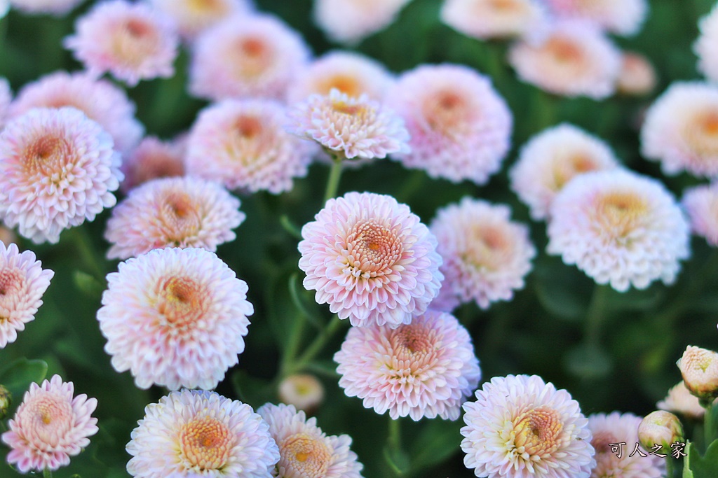 2019杭菊,九湖大橋,九湖村杭菊,九湖村杭菊搶先看,杭菊最新花況,花田囍事開幕式,苗栗一日遊,苗栗九湖,苗栗九湖芋頭節,賞杭菊順遊景點,銅鑼交流道,黃金梯田