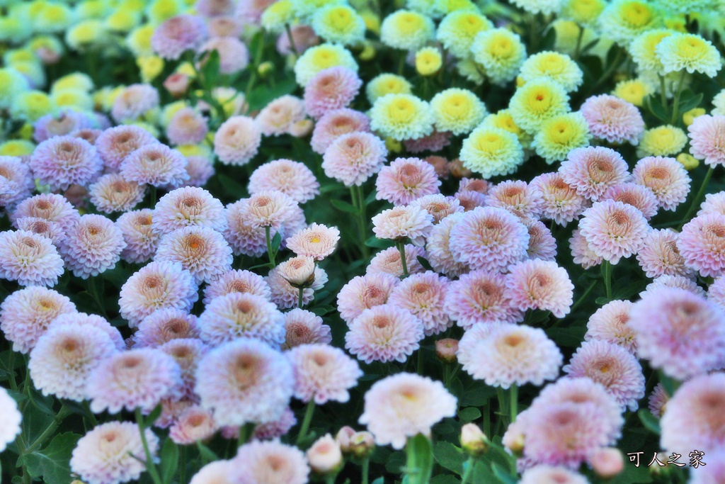 2019杭菊,九湖大橋,九湖村杭菊,九湖村杭菊搶先看,杭菊最新花況,花田囍事開幕式,苗栗一日遊,苗栗九湖,苗栗九湖芋頭節,賞杭菊順遊景點,銅鑼交流道,黃金梯田