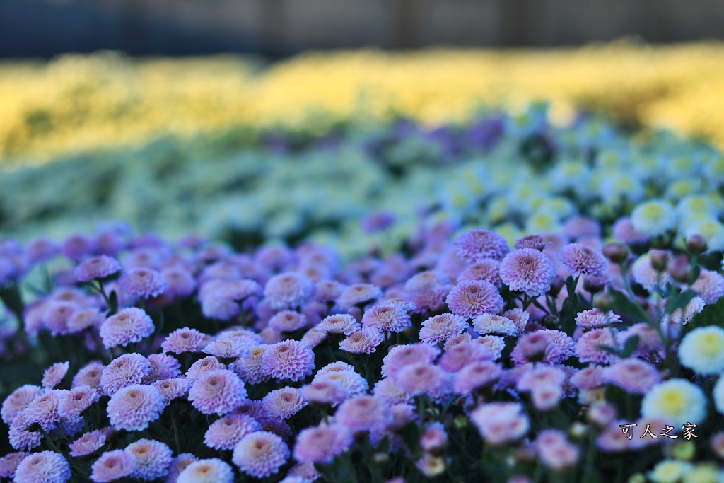 2019杭菊,九湖大橋,九湖村杭菊,九湖村杭菊搶先看,杭菊最新花況,花田囍事開幕式,苗栗一日遊,苗栗九湖,苗栗九湖芋頭節,賞杭菊順遊景點,銅鑼交流道,黃金梯田