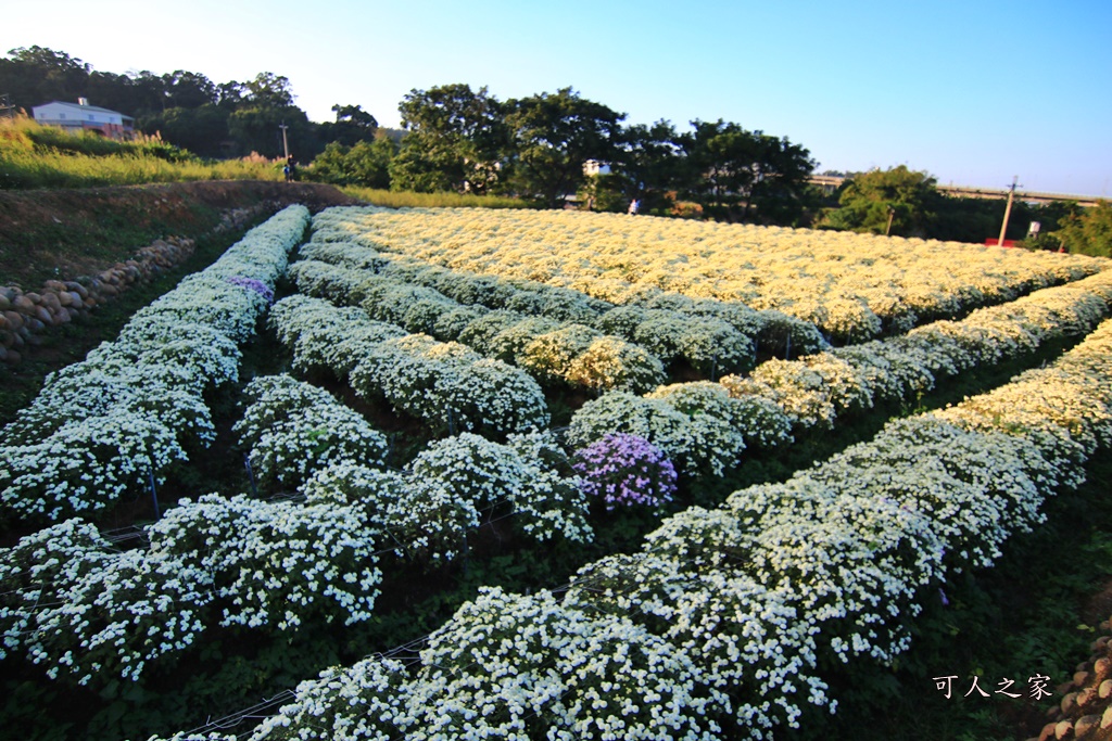 2019杭菊,九湖大橋,九湖村杭菊,九湖村杭菊搶先看,杭菊最新花況,花田囍事開幕式,苗栗一日遊,苗栗九湖,苗栗九湖芋頭節,賞杭菊順遊景點,銅鑼交流道,黃金梯田