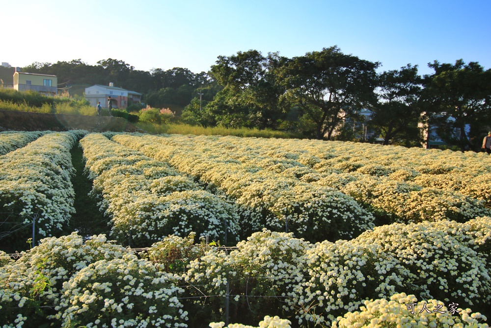 2019杭菊,九湖大橋,九湖村杭菊,九湖村杭菊搶先看,杭菊最新花況,花田囍事開幕式,苗栗一日遊,苗栗九湖,苗栗九湖芋頭節,賞杭菊順遊景點,銅鑼交流道,黃金梯田