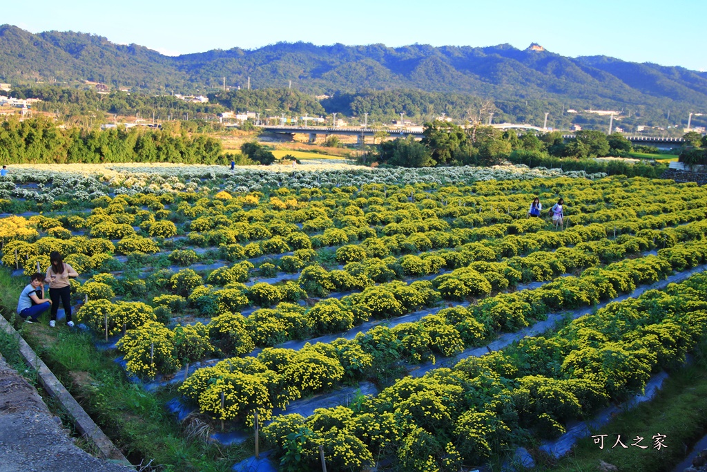 2019杭菊,九湖大橋,九湖村杭菊,九湖村杭菊搶先看,杭菊最新花況,花田囍事開幕式,苗栗一日遊,苗栗九湖,苗栗九湖芋頭節,賞杭菊順遊景點,銅鑼交流道,黃金梯田