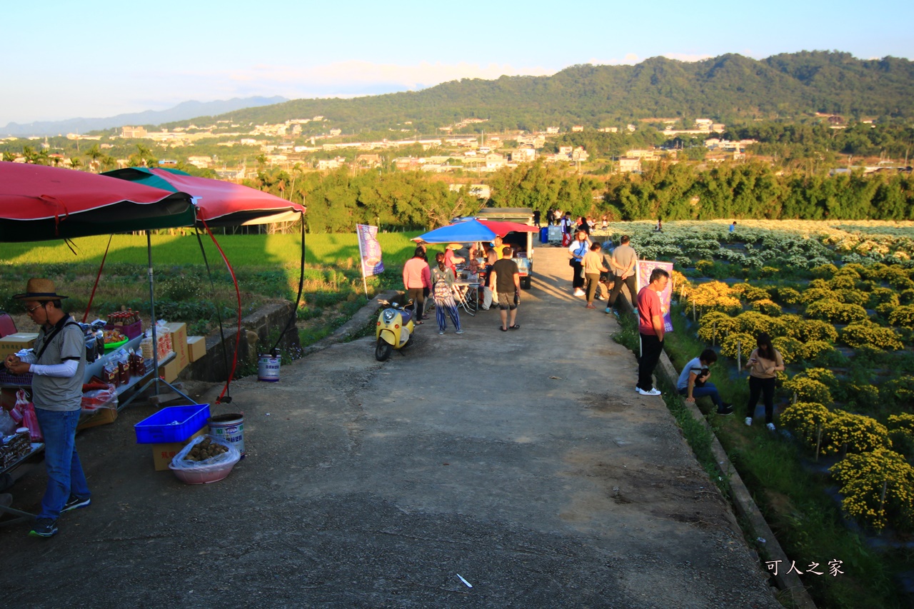 2019杭菊,九湖大橋,九湖村杭菊,九湖村杭菊搶先看,杭菊最新花況,花田囍事開幕式,苗栗一日遊,苗栗九湖,苗栗九湖芋頭節,賞杭菊順遊景點,銅鑼交流道,黃金梯田