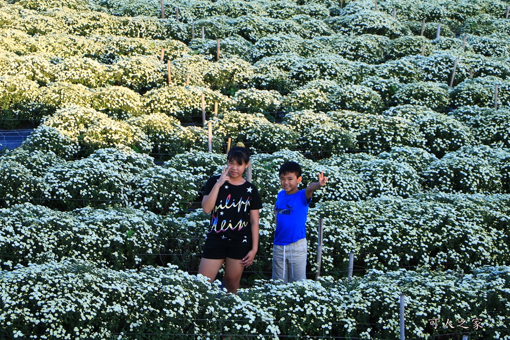 2019杭菊,九湖大橋,九湖村杭菊,九湖村杭菊搶先看,杭菊最新花況,花田囍事開幕式,苗栗一日遊,苗栗九湖,苗栗九湖芋頭節,賞杭菊順遊景點,銅鑼交流道,黃金梯田