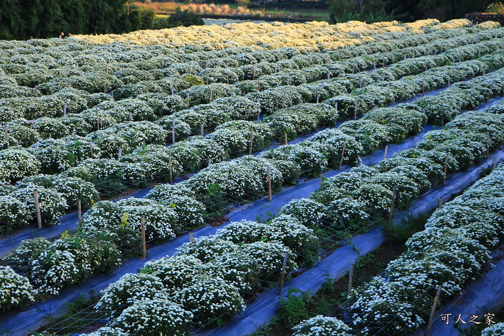 2019杭菊,九湖大橋,九湖村杭菊,九湖村杭菊搶先看,杭菊最新花況,花田囍事開幕式,苗栗一日遊,苗栗九湖,苗栗九湖芋頭節,賞杭菊順遊景點,銅鑼交流道,黃金梯田