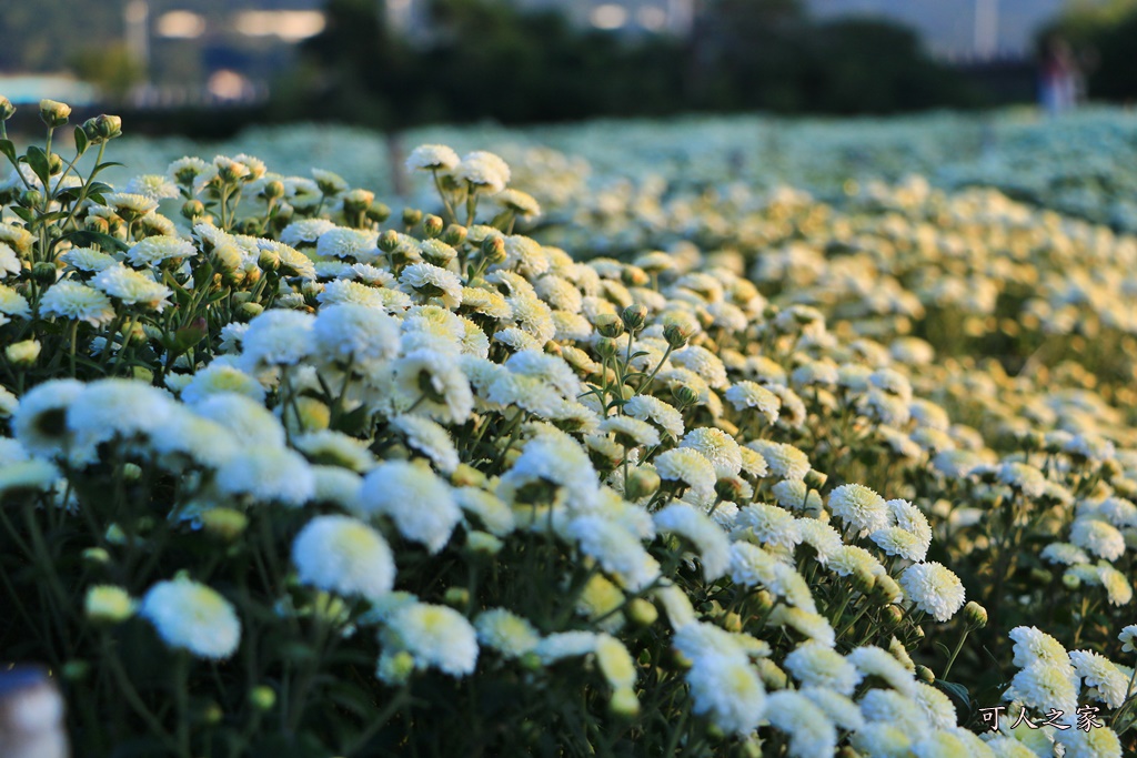 2019杭菊,九湖大橋,九湖村杭菊,九湖村杭菊搶先看,杭菊最新花況,花田囍事開幕式,苗栗一日遊,苗栗九湖,苗栗九湖芋頭節,賞杭菊順遊景點,銅鑼交流道,黃金梯田