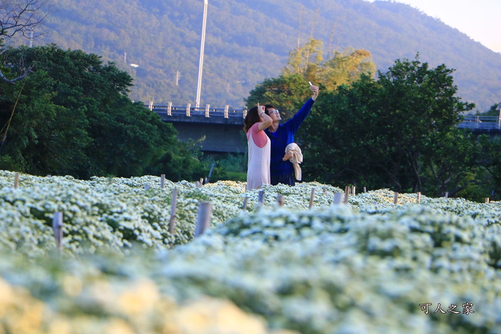 2019杭菊,九湖大橋,九湖村杭菊,九湖村杭菊搶先看,杭菊最新花況,花田囍事開幕式,苗栗一日遊,苗栗九湖,苗栗九湖芋頭節,賞杭菊順遊景點,銅鑼交流道,黃金梯田