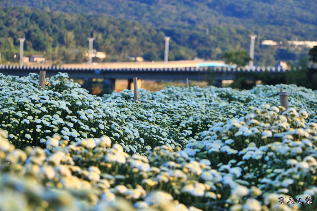 2019杭菊,九湖大橋,九湖村杭菊,九湖村杭菊搶先看,杭菊最新花況,花田囍事開幕式,苗栗一日遊,苗栗九湖,苗栗九湖芋頭節,賞杭菊順遊景點,銅鑼交流道,黃金梯田