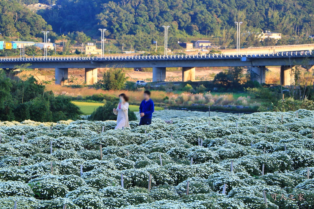 2019杭菊,九湖大橋,九湖村杭菊,九湖村杭菊搶先看,杭菊最新花況,花田囍事開幕式,苗栗一日遊,苗栗九湖,苗栗九湖芋頭節,賞杭菊順遊景點,銅鑼交流道,黃金梯田