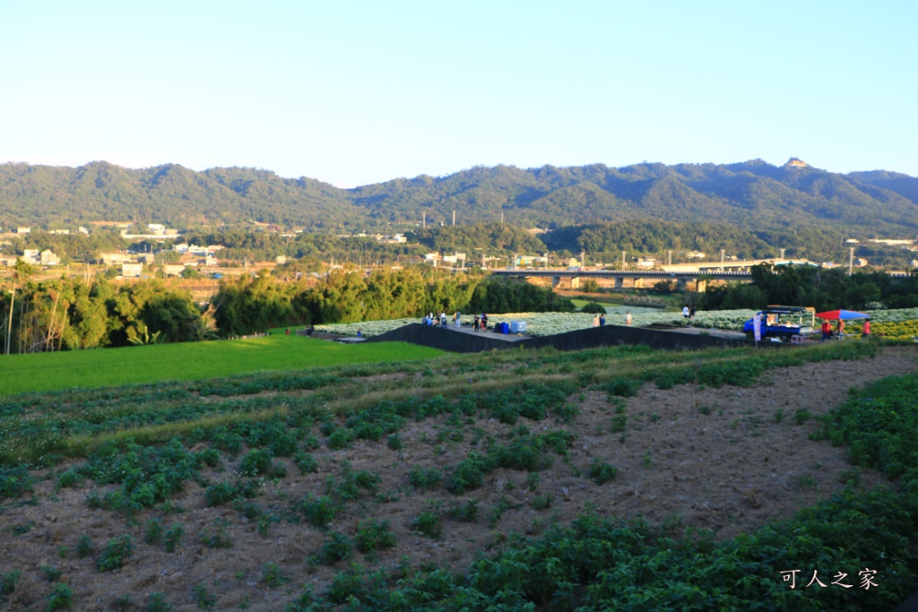 2019杭菊,九湖大橋,九湖村杭菊,九湖村杭菊搶先看,杭菊最新花況,花田囍事開幕式,苗栗一日遊,苗栗九湖,苗栗九湖芋頭節,賞杭菊順遊景點,銅鑼交流道,黃金梯田