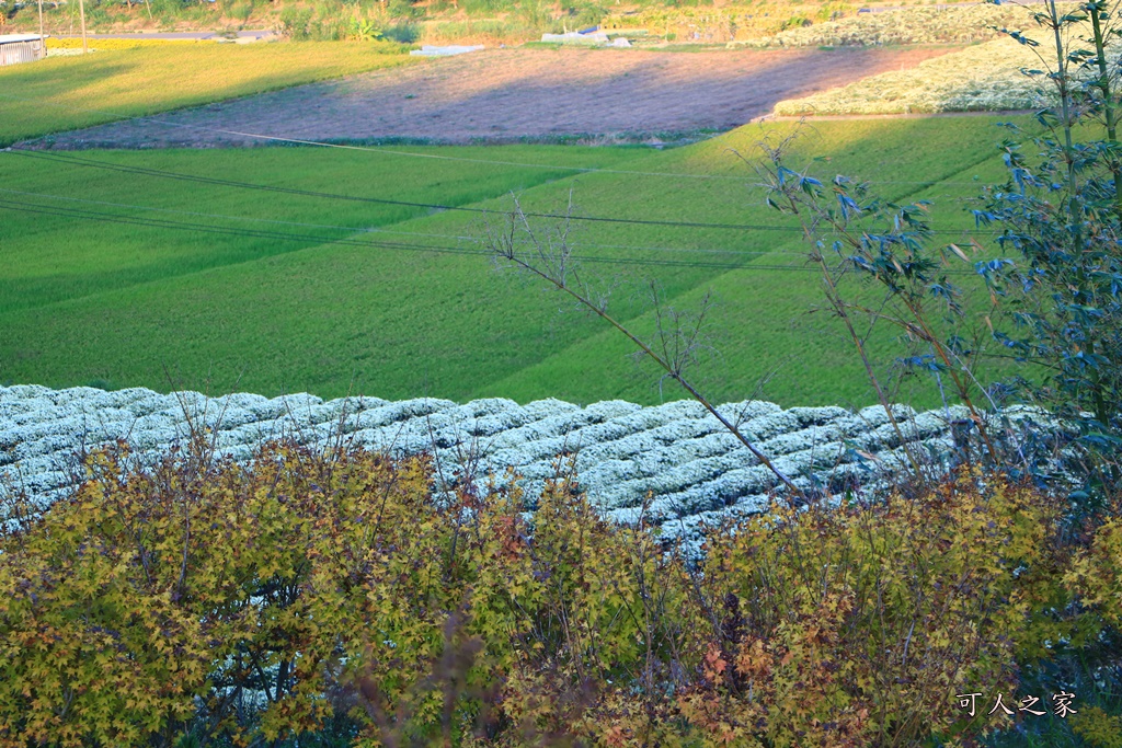 2019杭菊,九湖大橋,九湖村杭菊,九湖村杭菊搶先看,杭菊最新花況,花田囍事開幕式,苗栗一日遊,苗栗九湖,苗栗九湖芋頭節,賞杭菊順遊景點,銅鑼交流道,黃金梯田