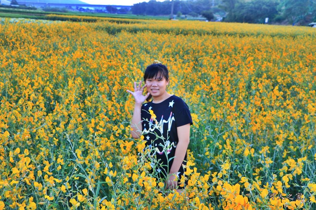 2019杭菊,九湖大橋,九湖村杭菊,九湖村杭菊搶先看,杭菊最新花況,花田囍事開幕式,苗栗一日遊,苗栗九湖,苗栗九湖芋頭節,賞杭菊順遊景點,銅鑼交流道,黃金梯田