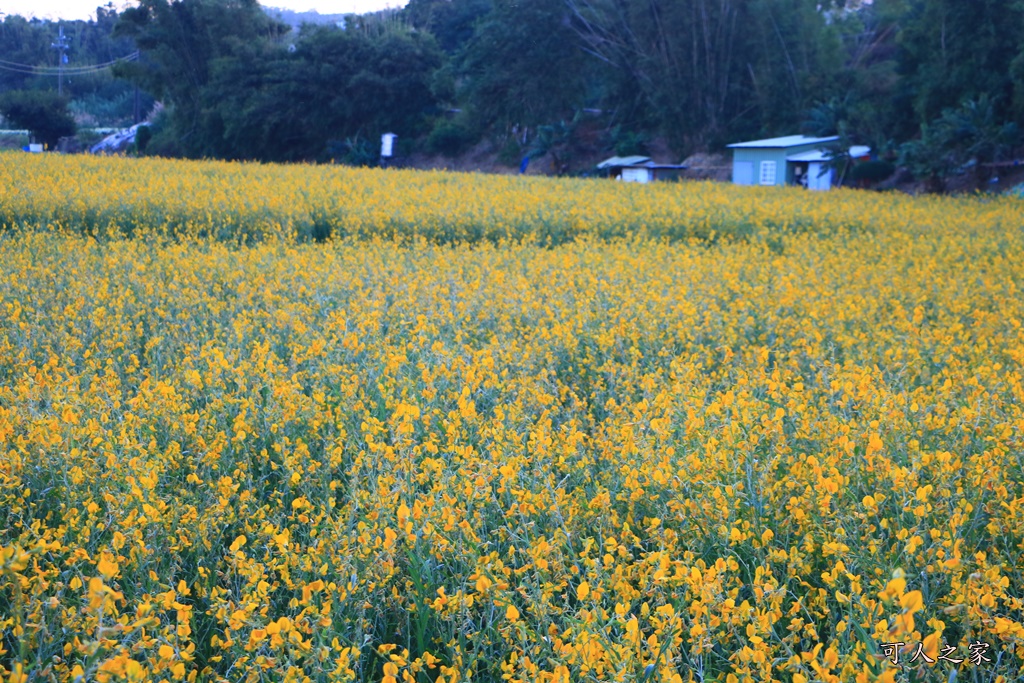 2019杭菊,九湖大橋,九湖村杭菊,九湖村杭菊搶先看,杭菊最新花況,花田囍事開幕式,苗栗一日遊,苗栗九湖,苗栗九湖芋頭節,賞杭菊順遊景點,銅鑼交流道,黃金梯田