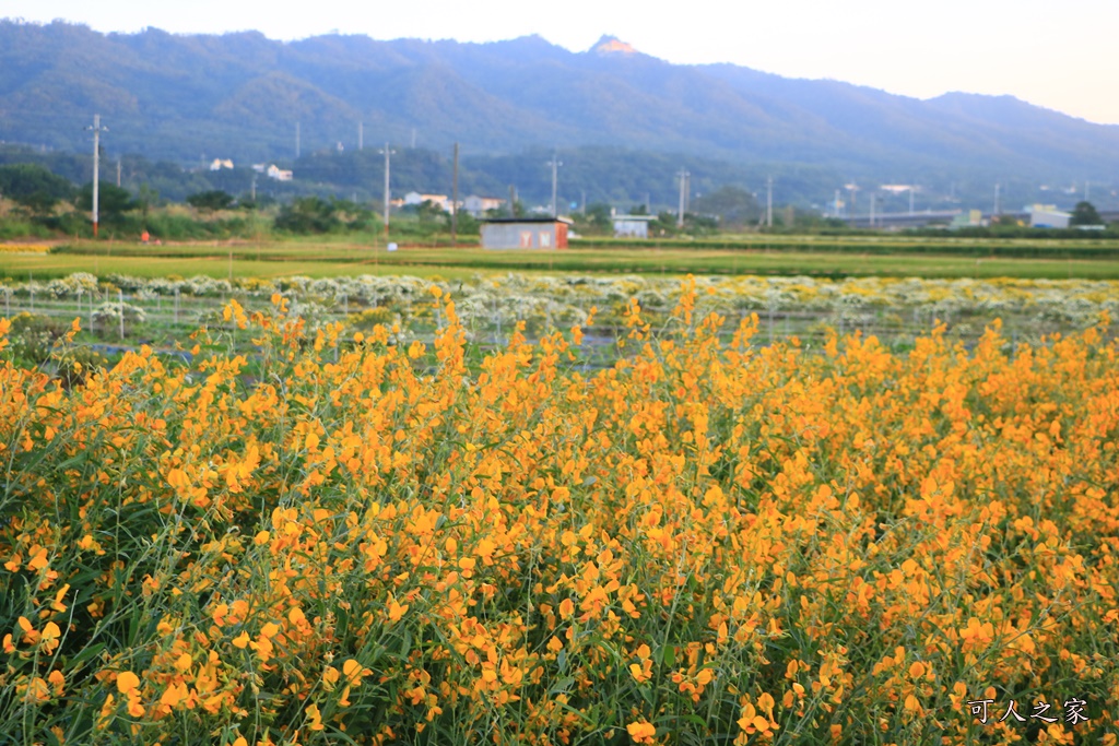 2019杭菊,九湖大橋,九湖村杭菊,九湖村杭菊搶先看,杭菊最新花況,花田囍事開幕式,苗栗一日遊,苗栗九湖,苗栗九湖芋頭節,賞杭菊順遊景點,銅鑼交流道,黃金梯田