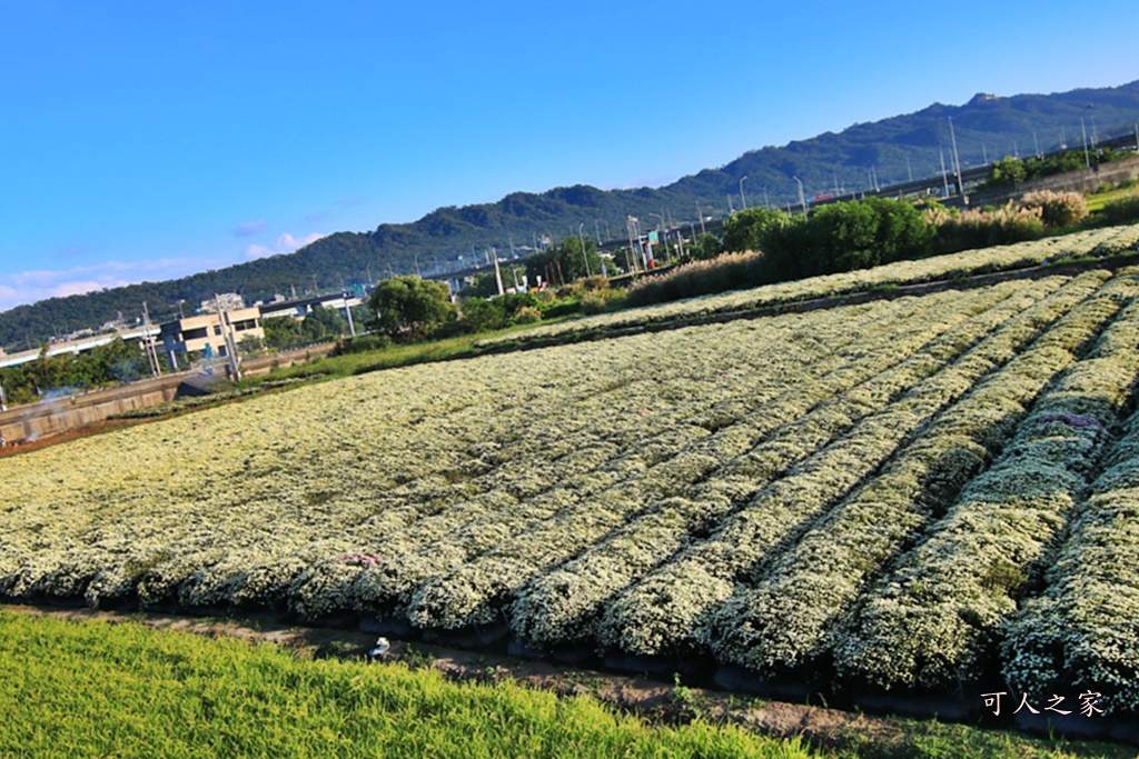 2019杭菊,九湖大橋,九湖村杭菊,九湖村杭菊搶先看,杭菊最新花況,花田囍事開幕式,苗栗一日遊,苗栗九湖,苗栗九湖芋頭節,賞杭菊順遊景點,銅鑼交流道,黃金梯田