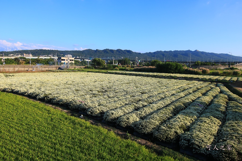 2019杭菊,九湖大橋,九湖村杭菊,九湖村杭菊搶先看,杭菊最新花況,花田囍事開幕式,苗栗一日遊,苗栗九湖,苗栗九湖芋頭節,賞杭菊順遊景點,銅鑼交流道,黃金梯田