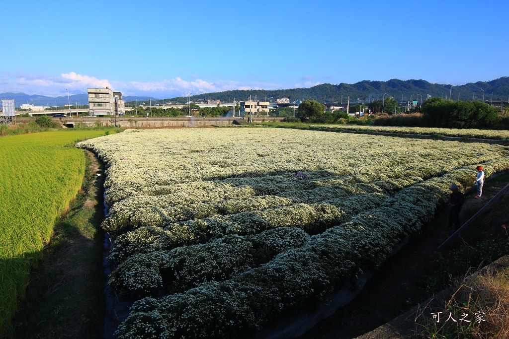 2019杭菊,九湖大橋,九湖村杭菊,九湖村杭菊搶先看,杭菊最新花況,花田囍事開幕式,苗栗一日遊,苗栗九湖,苗栗九湖芋頭節,賞杭菊順遊景點,銅鑼交流道,黃金梯田