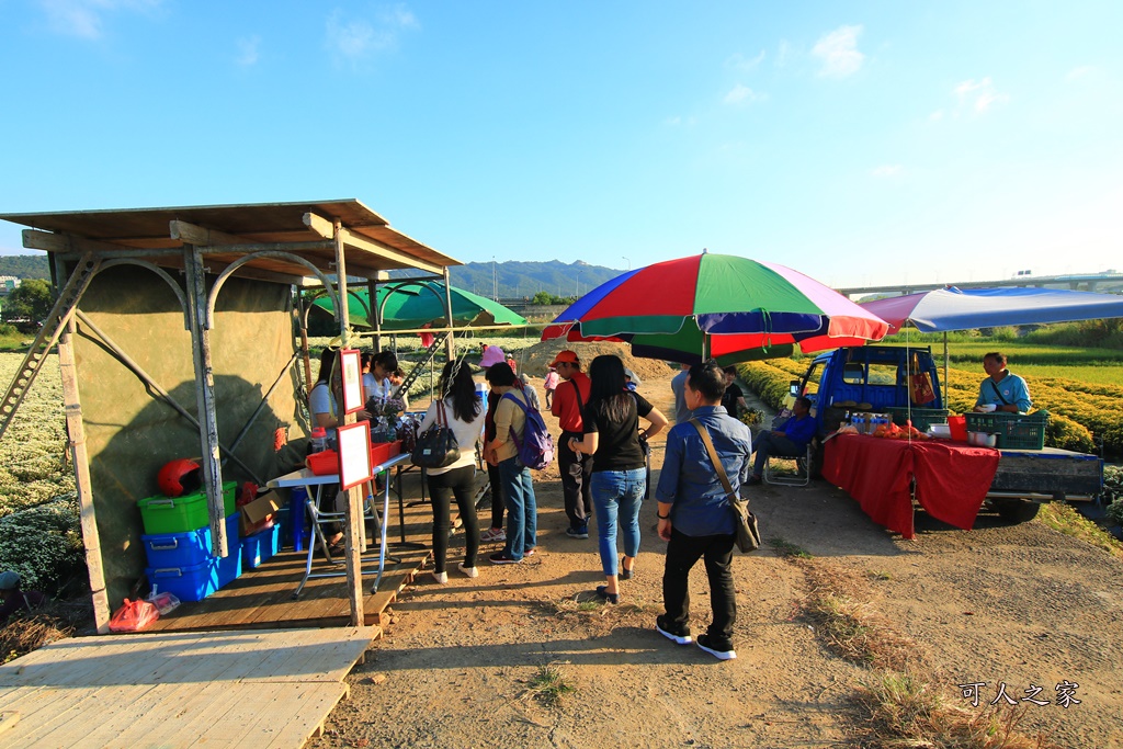 2019杭菊,九湖大橋,九湖村杭菊,九湖村杭菊搶先看,杭菊最新花況,花田囍事開幕式,苗栗一日遊,苗栗九湖,苗栗九湖芋頭節,賞杭菊順遊景點,銅鑼交流道,黃金梯田