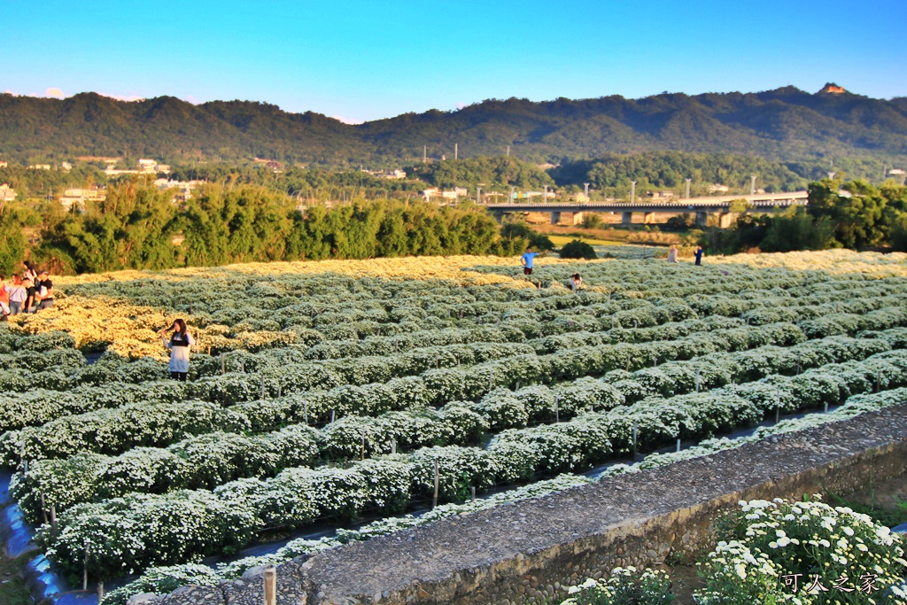 2019杭菊,九湖大橋,九湖村杭菊,九湖村杭菊搶先看,杭菊最新花況,花田囍事開幕式,苗栗一日遊,苗栗九湖,苗栗九湖芋頭節,賞杭菊順遊景點,銅鑼交流道,黃金梯田