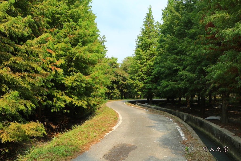 九芎村落羽松秘境,季節限定落羽松雲林,林內落羽松九芎,永光西點麵包,爆漿,雲林新秘境,雲林景點,雲林林內落羽松,雲林爆紅落羽松