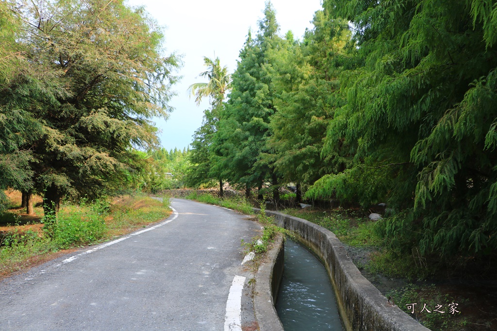 九芎村落羽松秘境,季節限定落羽松雲林,林內落羽松九芎,永光西點麵包,爆漿,雲林新秘境,雲林景點,雲林林內落羽松,雲林爆紅落羽松