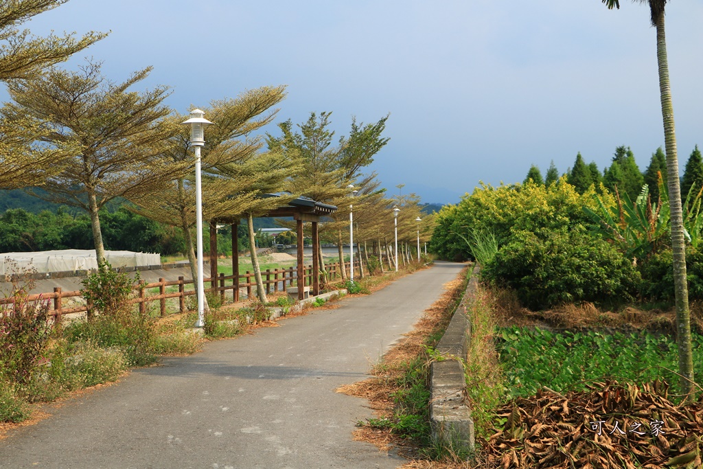 九芎村落羽松秘境,季節限定落羽松雲林,林內落羽松九芎,永光西點麵包,爆漿,雲林新秘境,雲林景點,雲林林內落羽松,雲林爆紅落羽松