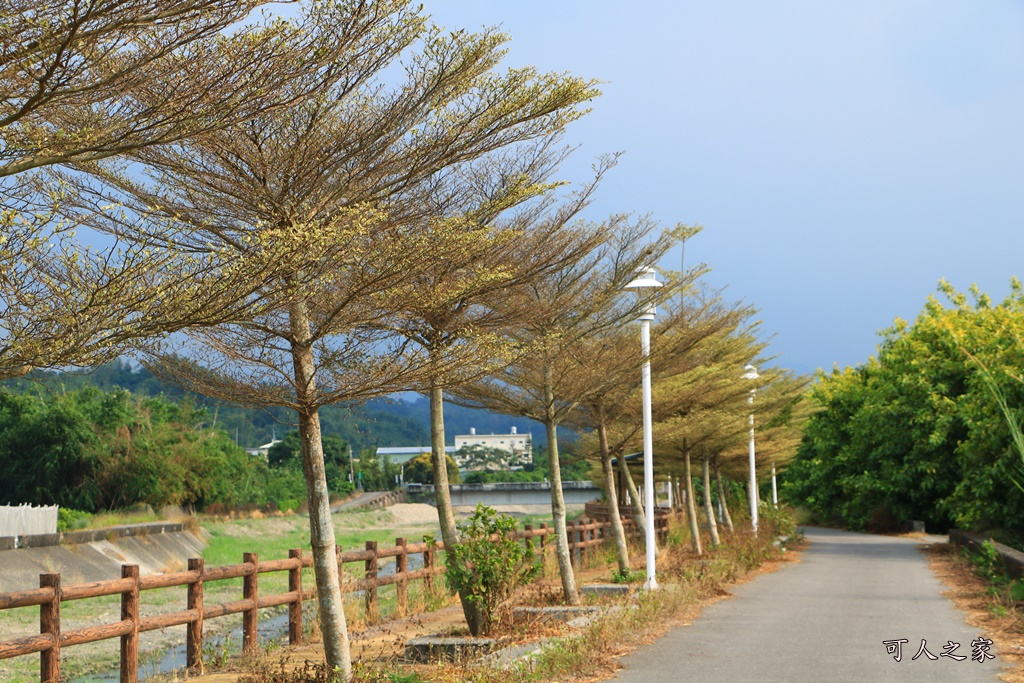 九芎村落羽松秘境,季節限定落羽松雲林,林內落羽松九芎,永光西點麵包,爆漿,雲林新秘境,雲林景點,雲林林內落羽松,雲林爆紅落羽松