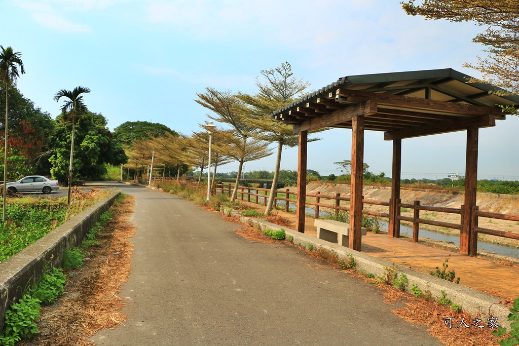 九芎村落羽松秘境,季節限定落羽松雲林,林內落羽松九芎,永光西點麵包,爆漿,雲林新秘境,雲林景點,雲林林內落羽松,雲林爆紅落羽松