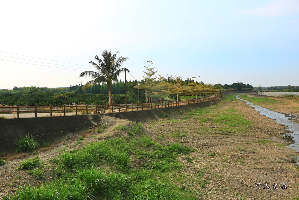 九芎村落羽松秘境,季節限定落羽松雲林,林內落羽松九芎,永光西點麵包,爆漿,雲林新秘境,雲林景點,雲林林內落羽松,雲林爆紅落羽松