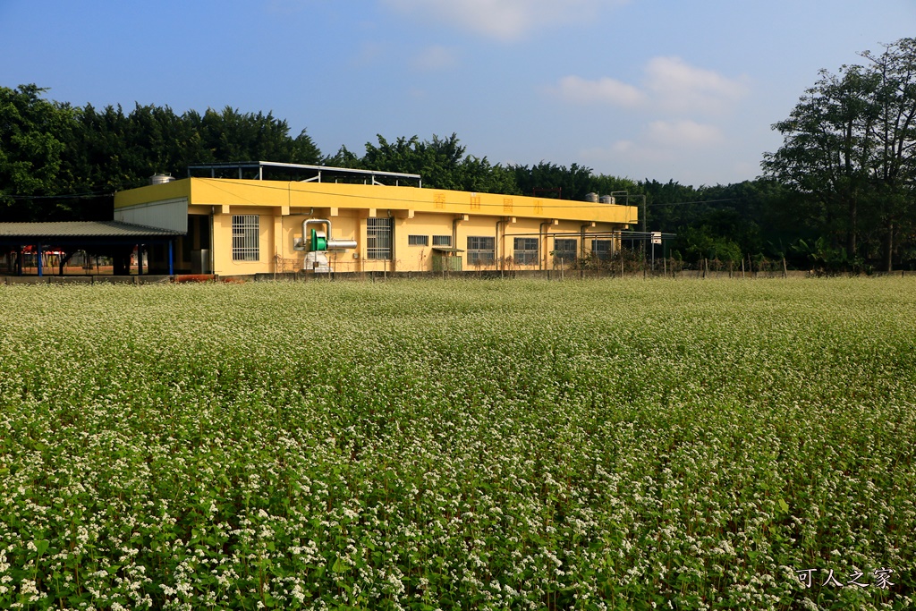 2018蕎麥花,2019蕎麥花,一日遊,打卡新景點,花海,蕎麥花海,香田國小