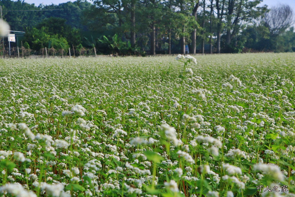 2018蕎麥花,2019蕎麥花,一日遊,打卡新景點,花海,蕎麥花海,香田國小