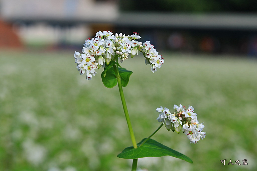 2018蕎麥花,2019蕎麥花,一日遊,打卡新景點,花海,蕎麥花海,香田國小