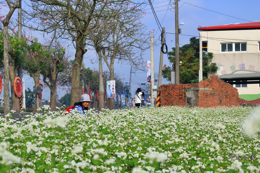 2018蕎麥花,2019蕎麥花,一日遊,打卡新景點,花海,蕎麥花海,香田國小