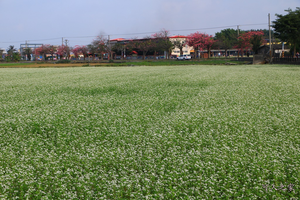 2018蕎麥花,2019蕎麥花,一日遊,打卡新景點,花海,蕎麥花海,香田國小