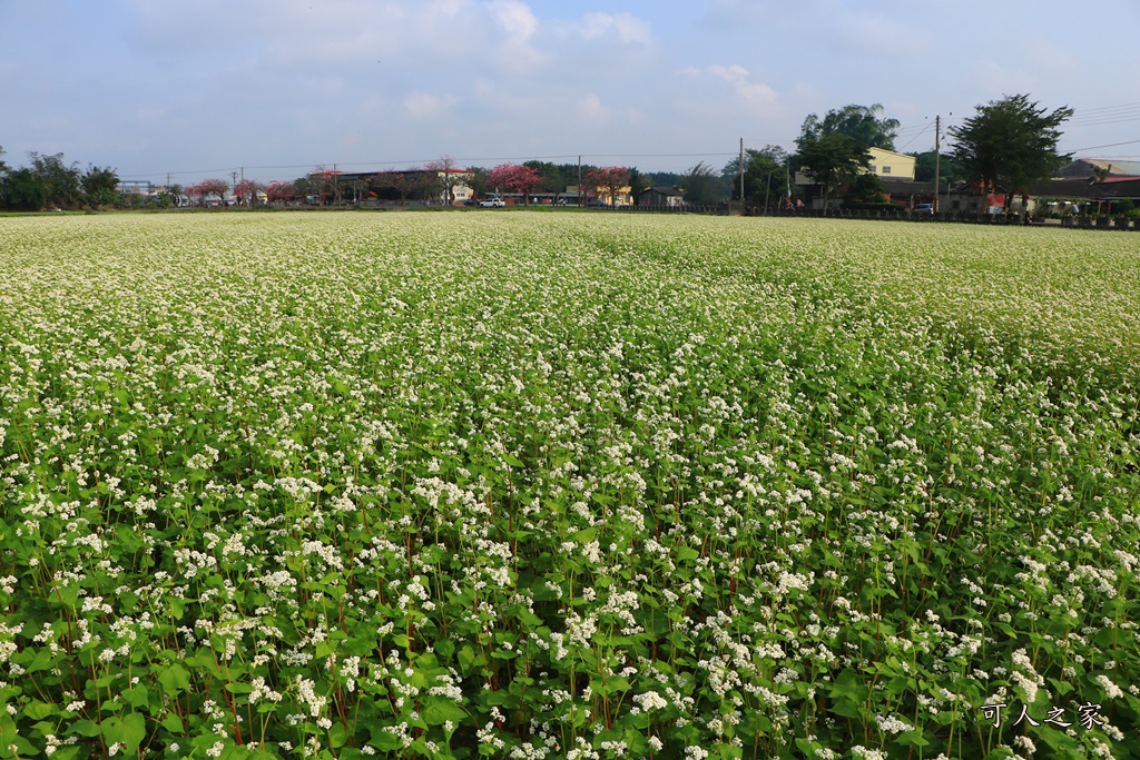 2018蕎麥花,2019蕎麥花,一日遊,打卡新景點,花海,蕎麥花海,香田國小