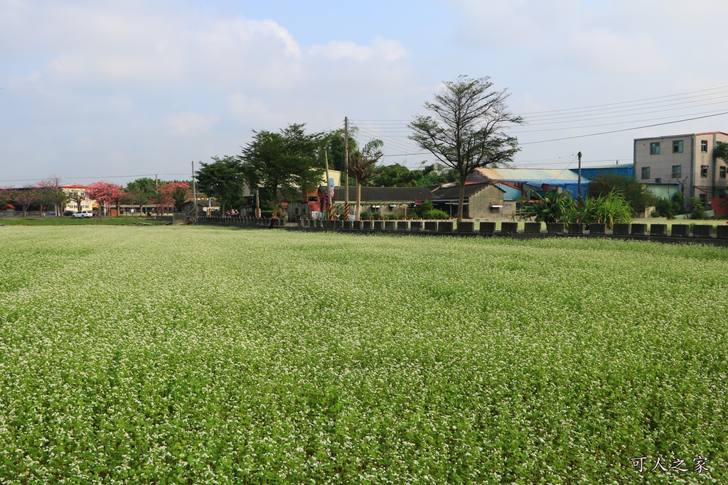 2018蕎麥花,2019蕎麥花,一日遊,打卡新景點,花海,蕎麥花海,香田國小