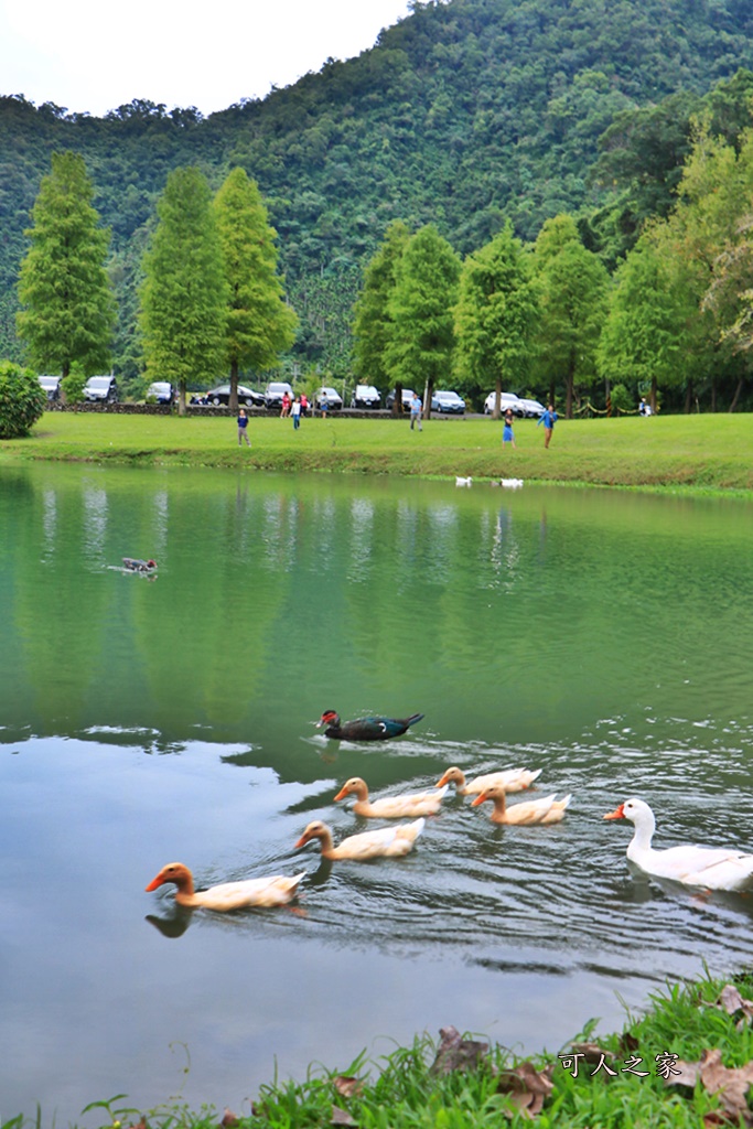 宜蘭員山落羽松,蜊埤湖福園落羽松秘境