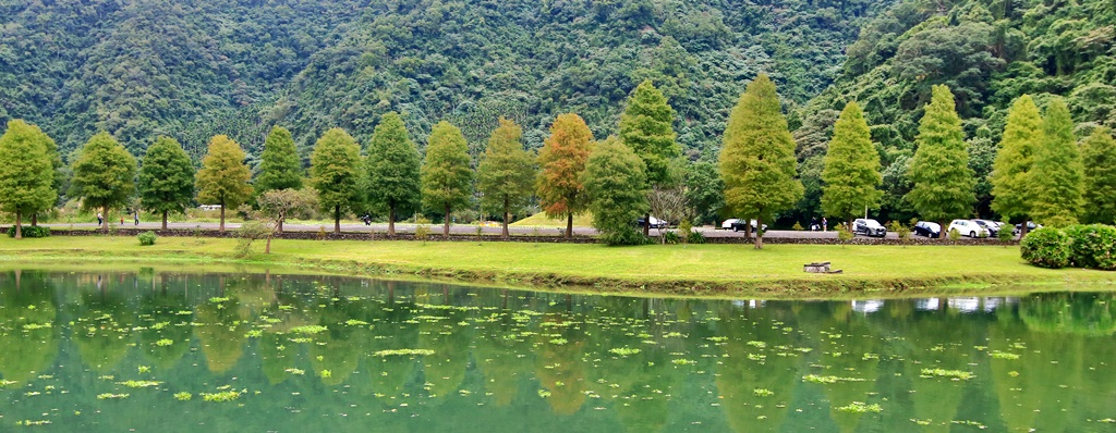 宜蘭員山落羽松,蜊埤湖福園落羽松秘境 @可人之家