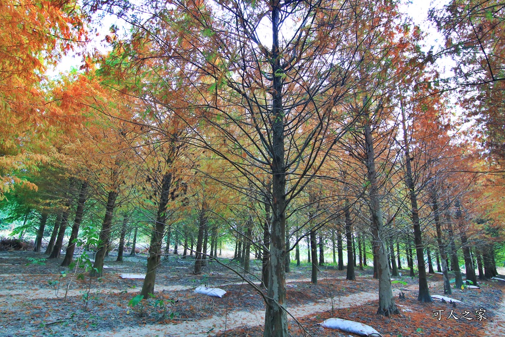 九芎村落羽松秘境,季節限定落羽松雲林,林內落羽松九芎,永光西點麵包,爆漿,雲林新秘境,雲林景點,雲林林內落羽松,雲林爆紅落羽松