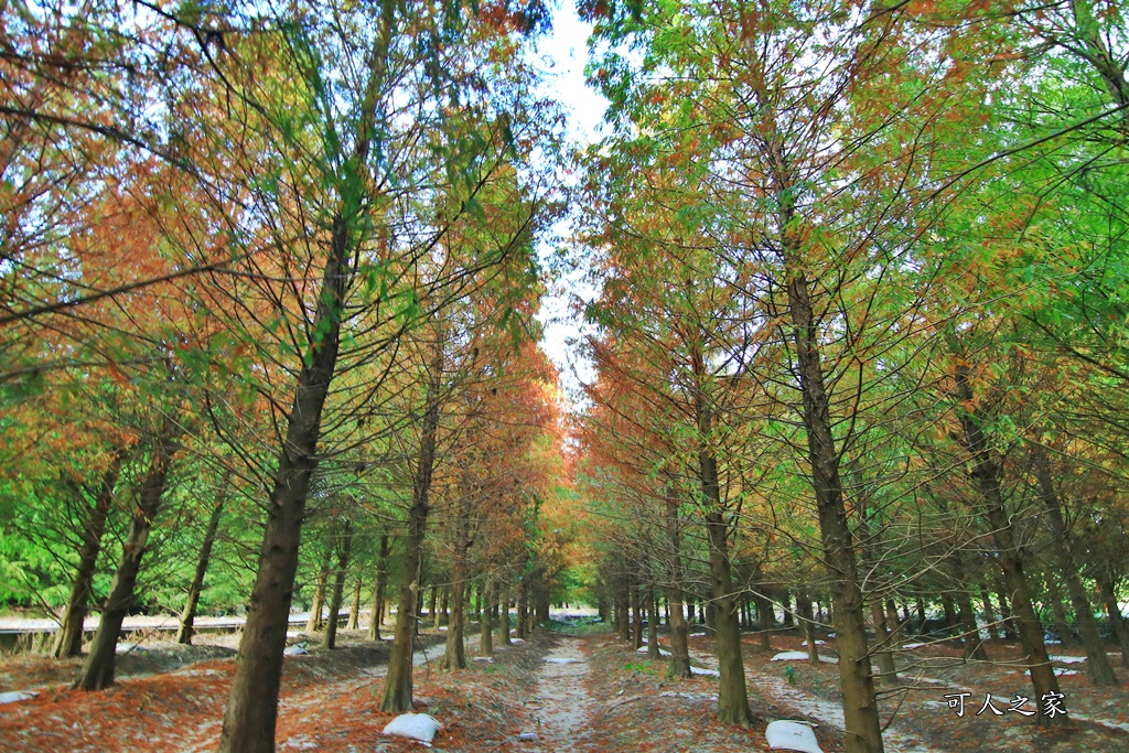 九芎村落羽松秘境,季節限定落羽松雲林,林內落羽松九芎,永光西點麵包,爆漿,雲林新秘境,雲林景點,雲林林內落羽松,雲林爆紅落羽松