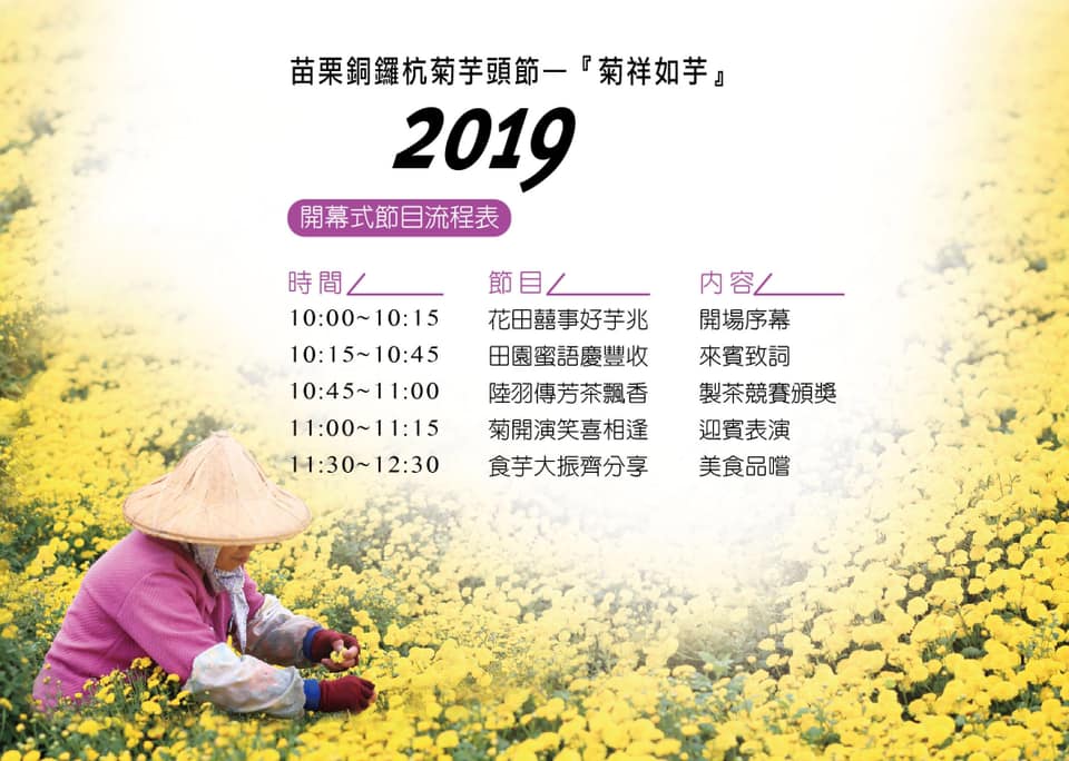 2019杭菊,九湖大橋,九湖村杭菊,九湖村杭菊搶先看,杭菊最新花況,花田囍事開幕式,苗栗一日遊,苗栗九湖,苗栗九湖芋頭節,賞杭菊順遊景點,銅鑼交流道,黃金梯田