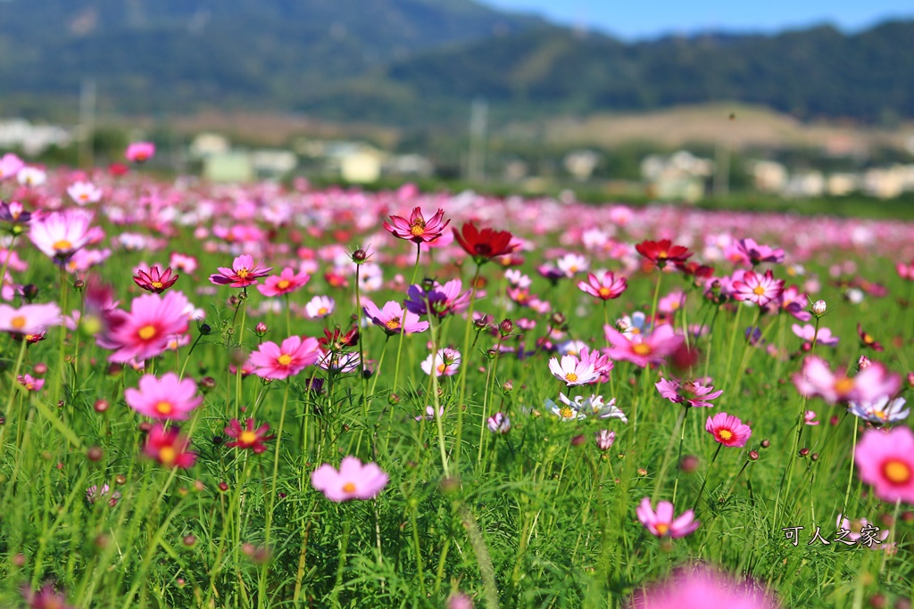 2018田中稻草人,彰化化田中稻草人,彰化田中景點,田中望高瞭,稻田中、接駁時間地點、稻草人、田中火車站、望高瞭、田中周邊景點、田中美食,稻草人藝術節